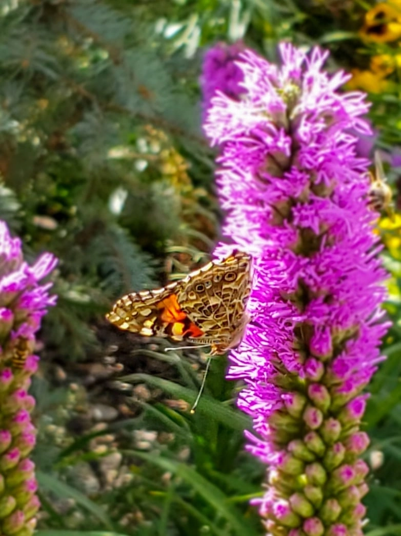 Butterfly on liatris flower