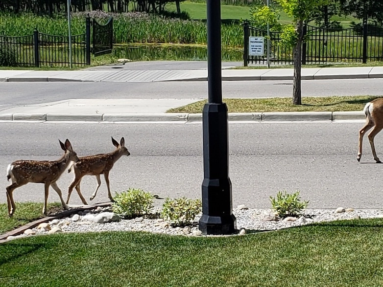 Urban deer crossing the road