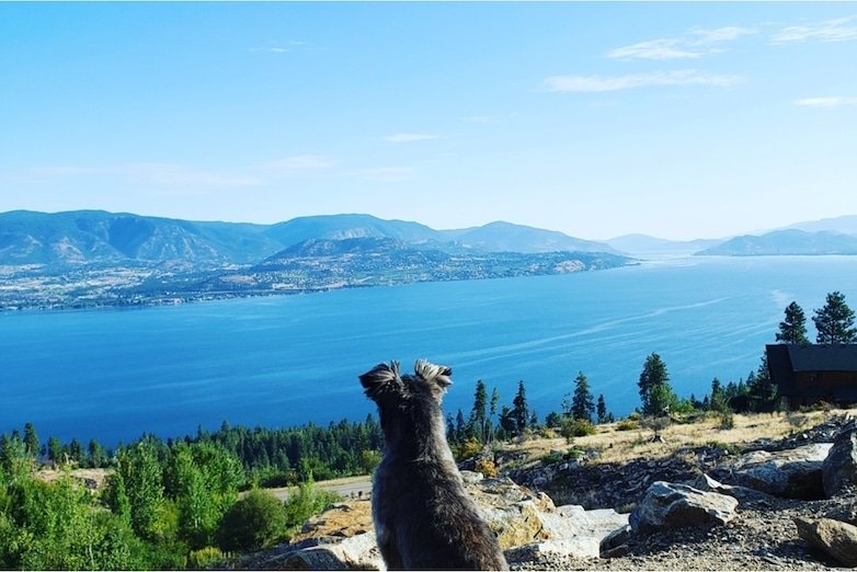 Dog watching over lake view