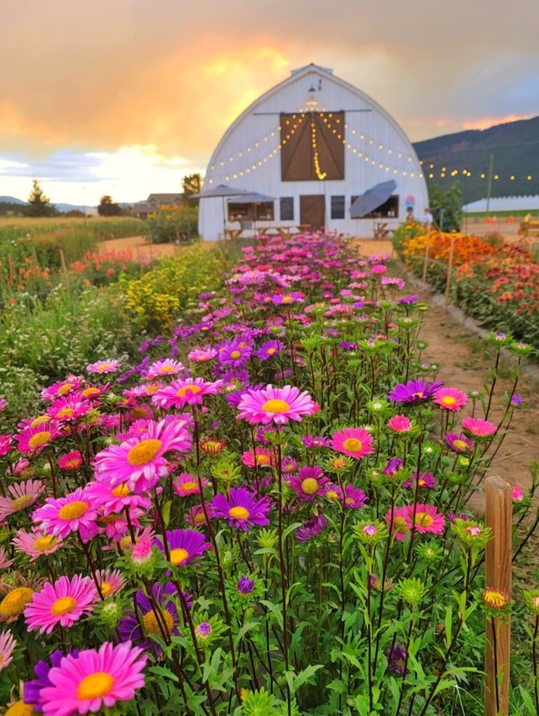 Flower farm