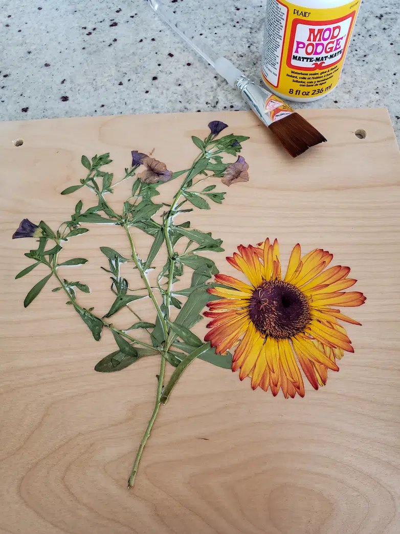 pressed flowers on a flower press