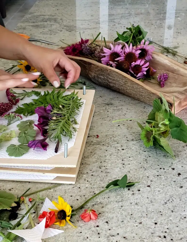 Laying out flowers to press